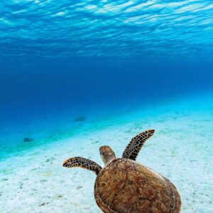 green sea turtle, green turtle, sea turtle, turtle, reptile, animal, sea, ocean, underwater, endangered species, nature, sea, sea, sea, sea, sea